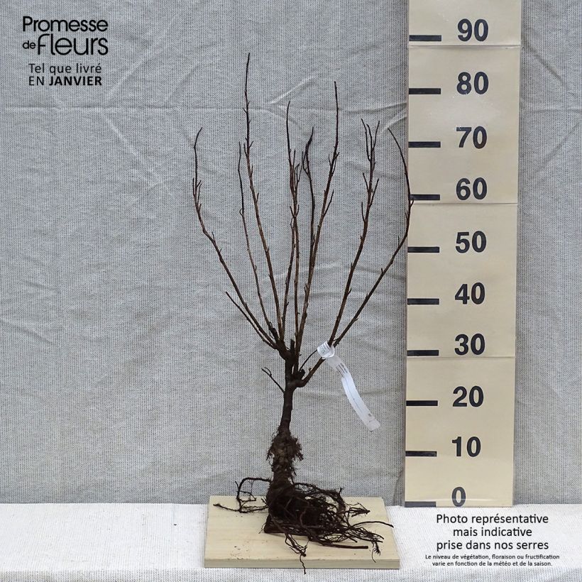 Spécimen de Cassissier - Ribes nigrum Racines nues, Buisson tel que livré en hiver