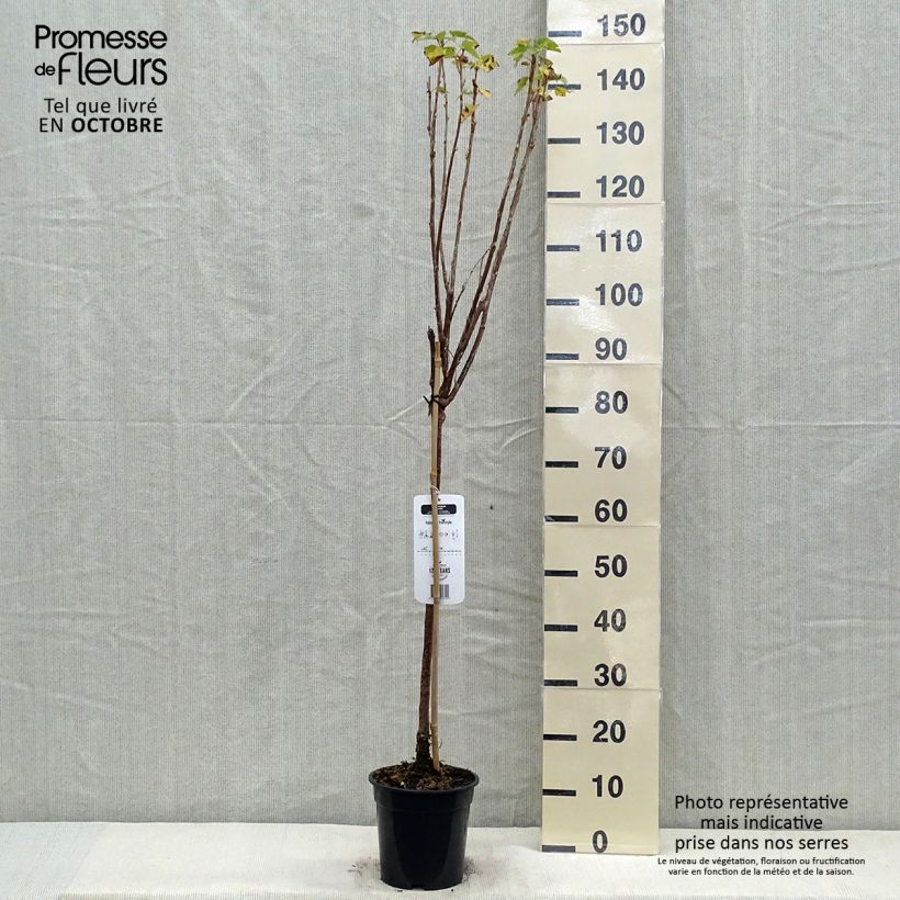 Spécimen de Cassissier Titania Pot de 1,5L/2L, Tige, Tige de 90cm tel que livré en automne