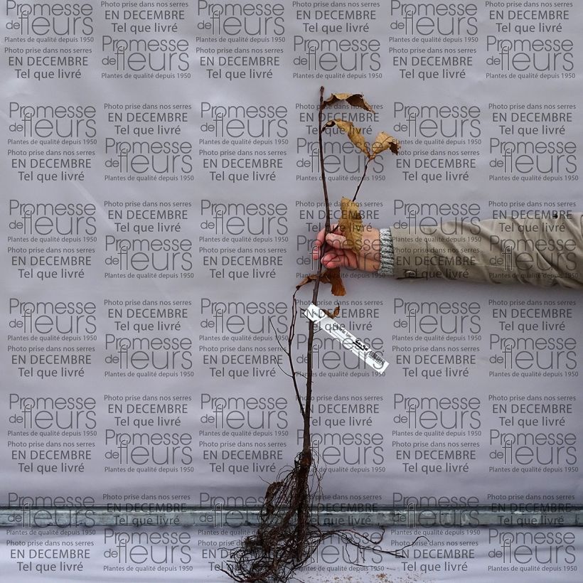 Exemple de spécimen de Châtaignier commun - Castanea sativa Racines nues tel que livré