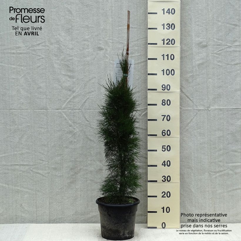 Example of Casuarina equisetifolia - Filao, Pin australien Pot de 7,5L/10L as you get in printemps