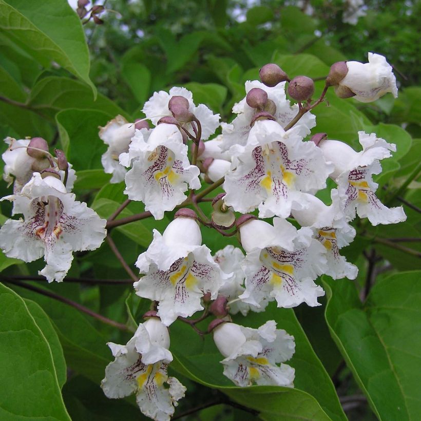 Catalpa bignonioides - Catalpa commun (Flowering)