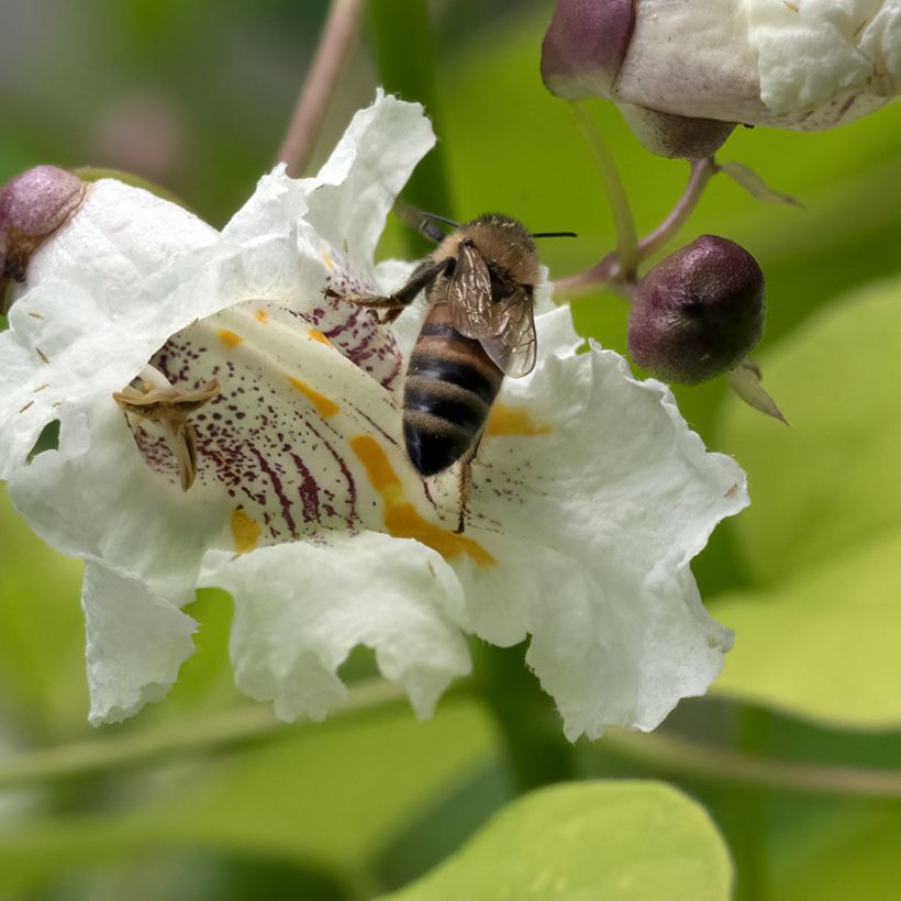 Catalpa bignonioides Aurea - Catalpa doré (Flowering)
