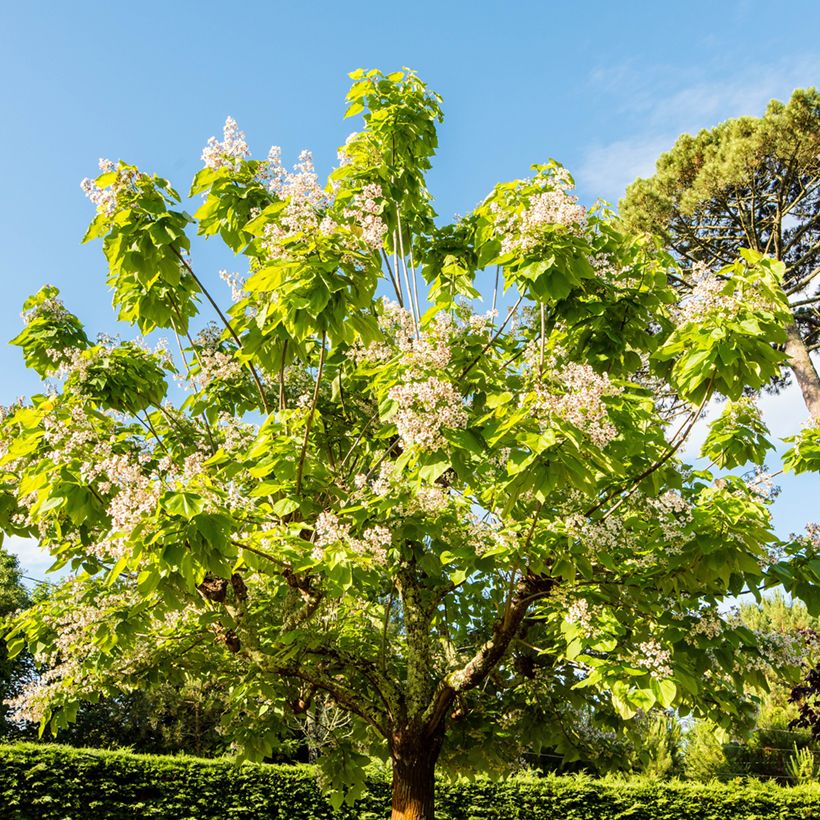 Catalpa bignonioides Aurea - Catalpa doré (Plant habit)