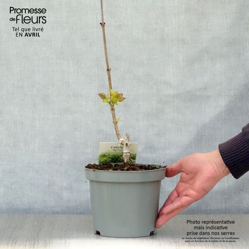 Example of Catalpa bignonioides Aurea - Catalpa doré Pot de 2L/3L as you get in printemps