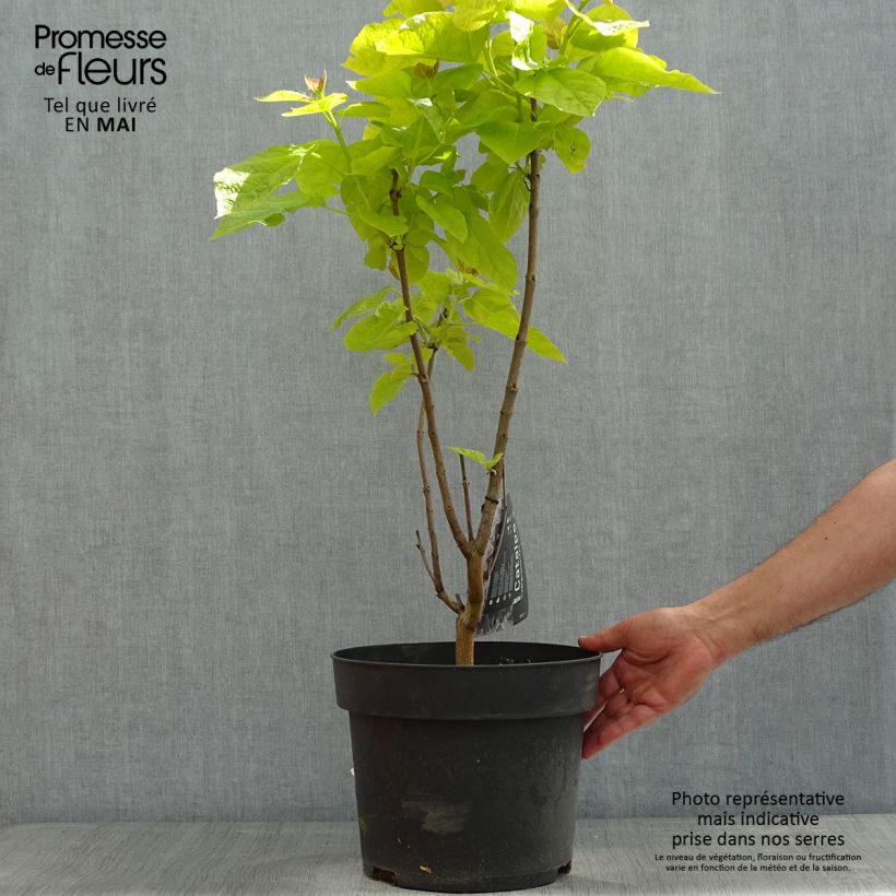 Example of Catalpa bignonioides Aurea - Catalpa doré Pot de 4L/5L as you get in printemps