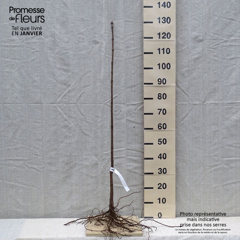 Example of Catalpa bignonioides - Catalpa commun Racines nues as you get in hiver