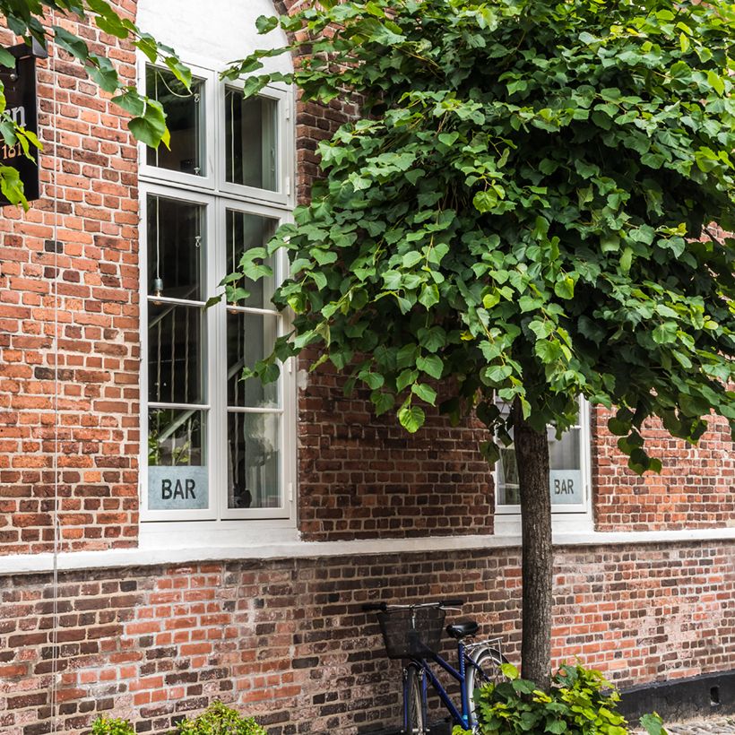 Catalpa bignonioides Nana - Catalpa boule (Plant habit)