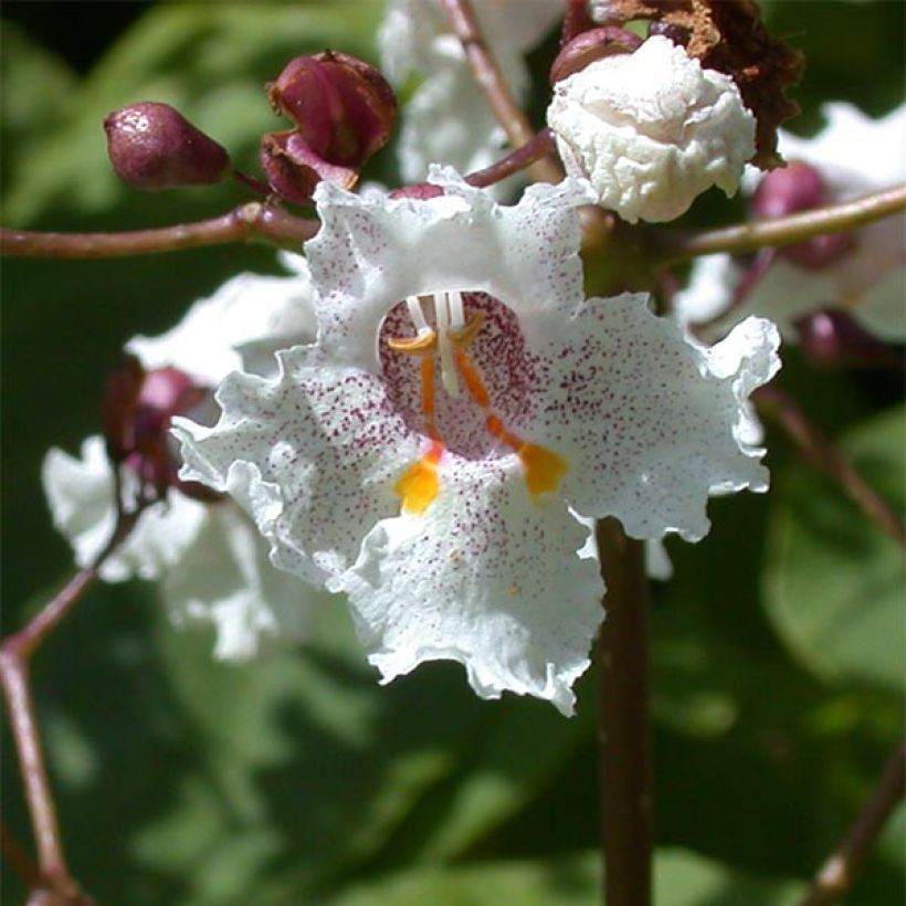 Catalpa erubescens Purpurea - Catalpa pourpre (Flowering)
