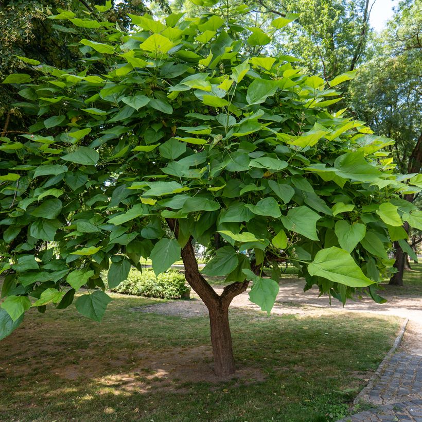 Graines de Catalpa commun - Catalpa bignonioides (Port)