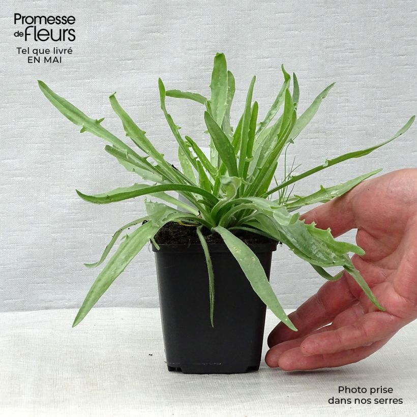 Example of Catananche caerulea Alba - Cupidone blanche Godet de 8/9 cm as you get in printemps