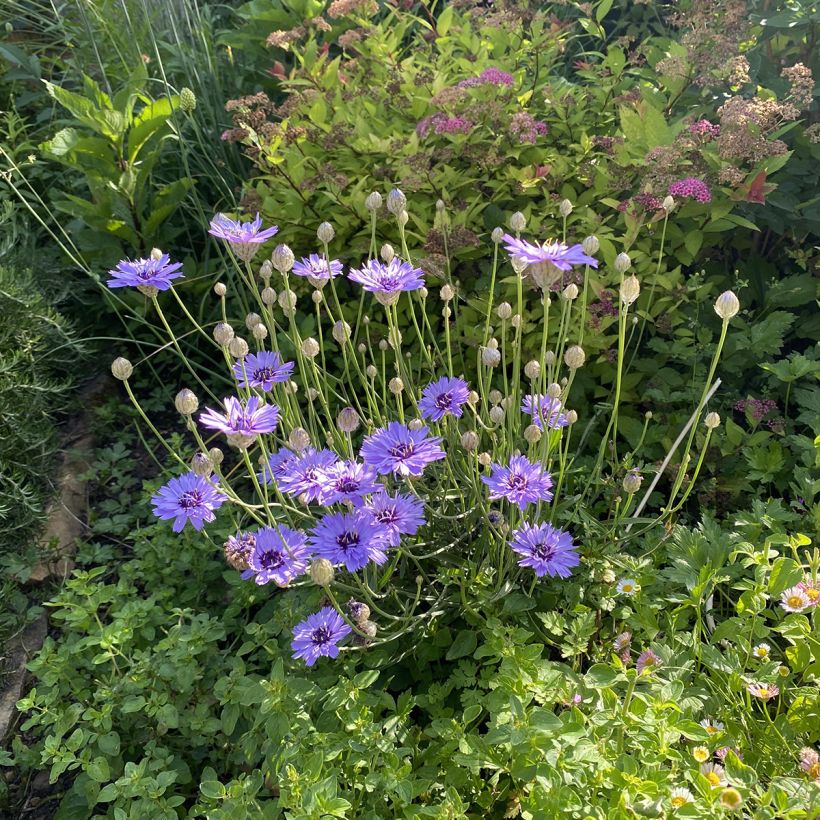 Catananche caerulea - Cupidone (Plant habit)