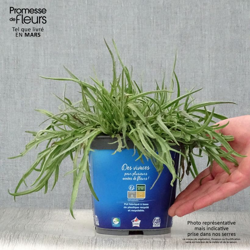 Example of Catananche caerulea - Cupidone Pot de 2L/3L as you get in printemps