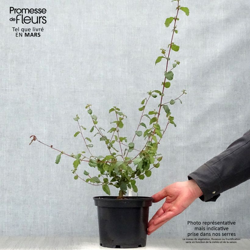 Example of Céanothe Autumnal Blue Pot de 2L/3L as you get in printemps