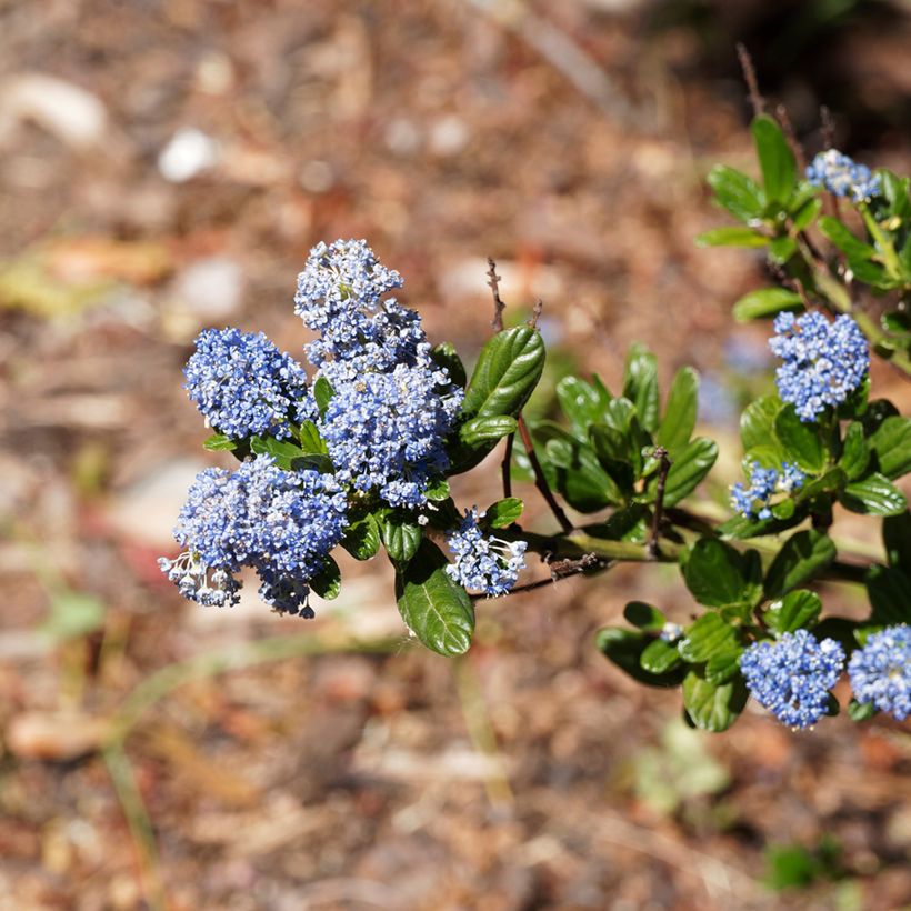 Céanothe Blue Sapphire (Flowering)