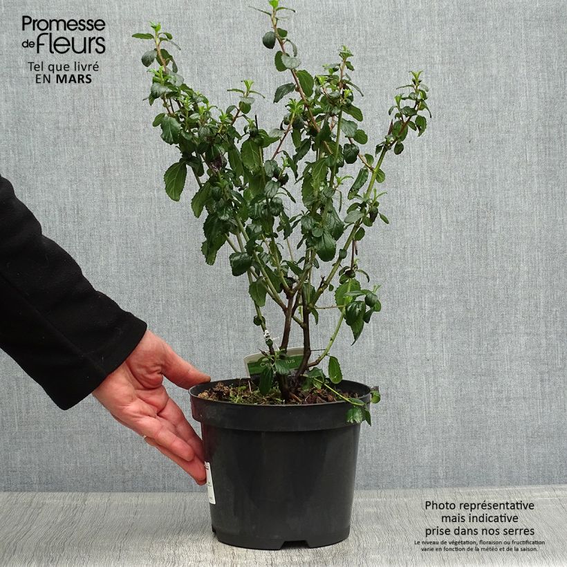 Example of Céanothe Burkwoodii Pot de 2L/3L as you get in printemps
