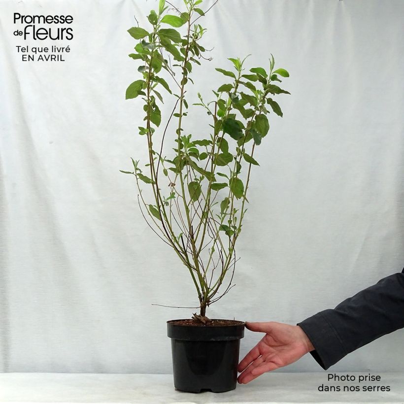 Example of Ceanothe Gloire de Versailles - Ceanothus delilianus Pot de 3L/4L as you get in printemps