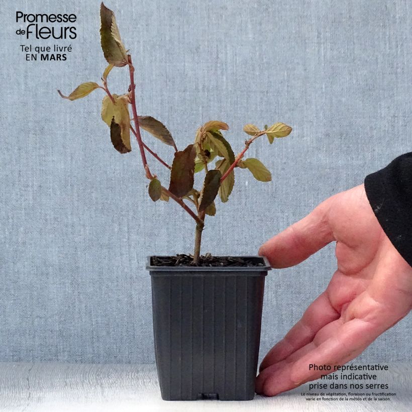 Example of Ceanothe Gloire de Versailles - Ceanothus delilianus Godet de 8/9 cm as you get in printemps