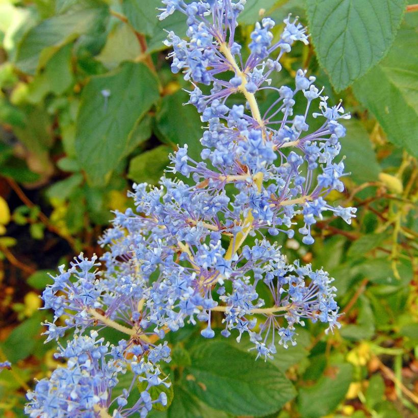 Ceanothe Gloire de Versailles - Ceanothus delilianus (Flowering)