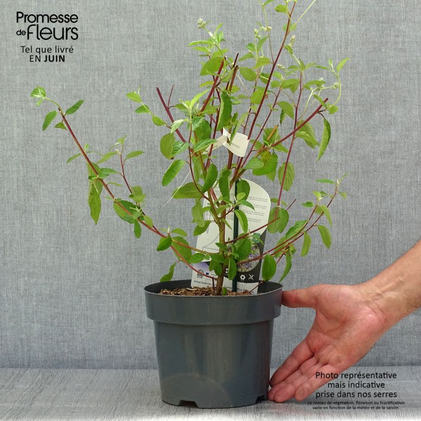 Spécimen de Céanothe Henri Desfossé - Lilas de Californie Pot de 2L/3L tel que livré en été