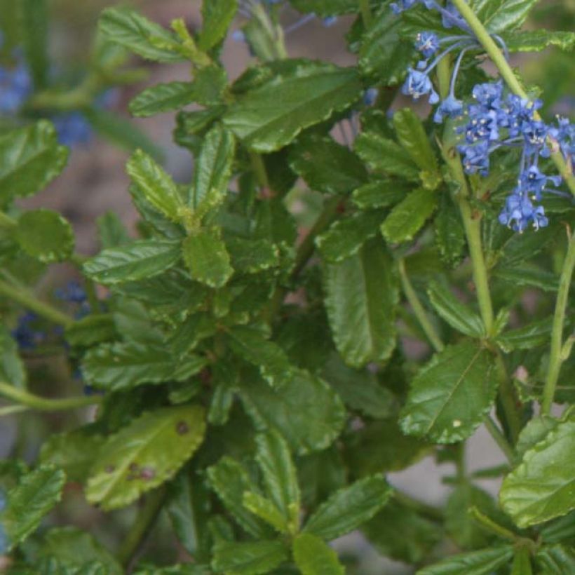 Ceanothus Italian Skies - Lilas de Californie (Foliage)