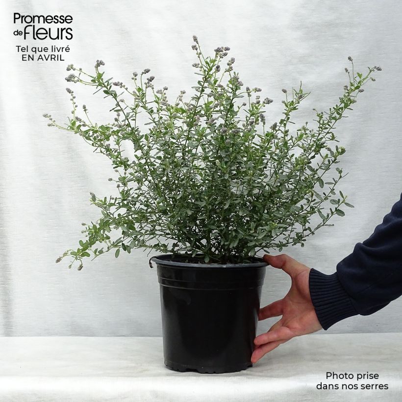 Example of Ceanothus Italian Skies - Lilas de Californie Pot de 4L/5L as you get in printemps