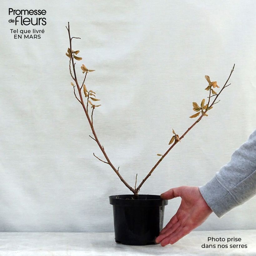 Example of Céanothe arboreus Trewithen Blue Pot de 2L/3L as you get in printemps