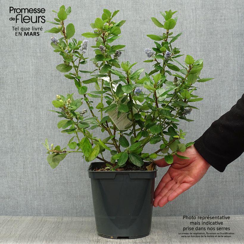 Example of Céanothe arboreus Trewithen Blue Pot de 4L/5L as you get in printemps