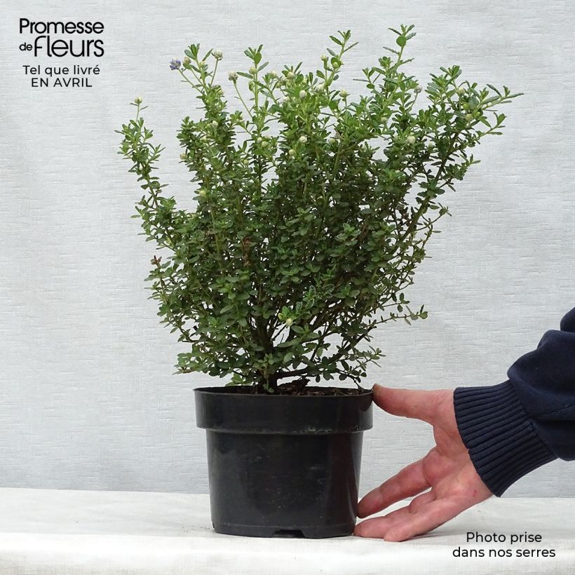 Example of Céanothe impressus Puget Blue - Lilas de Californie Pot de 2L/3L as you get in printemps