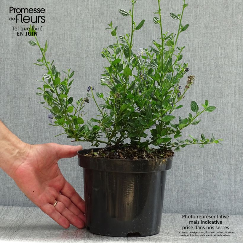 Spécimen de Céanothe impressus Victoria Pot de 2L/3L tel que livré en été