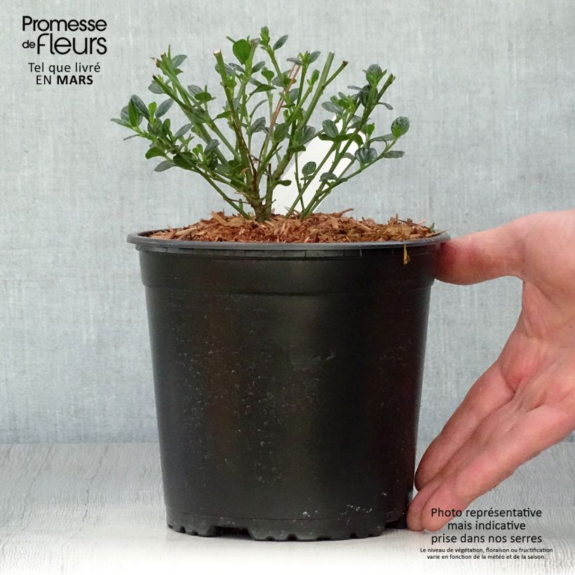 Example of Céanothe impressus Victoria Pot de 2L/3L as you get in printemps