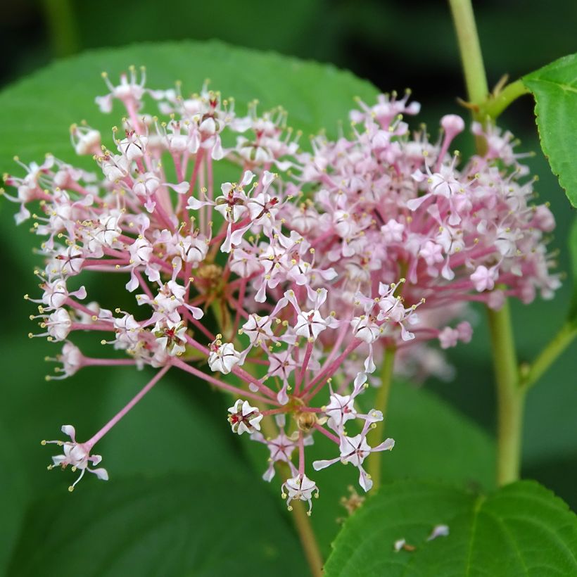 Céanothe pallidus Marie Rose - Lilas de Californie (Flowering)