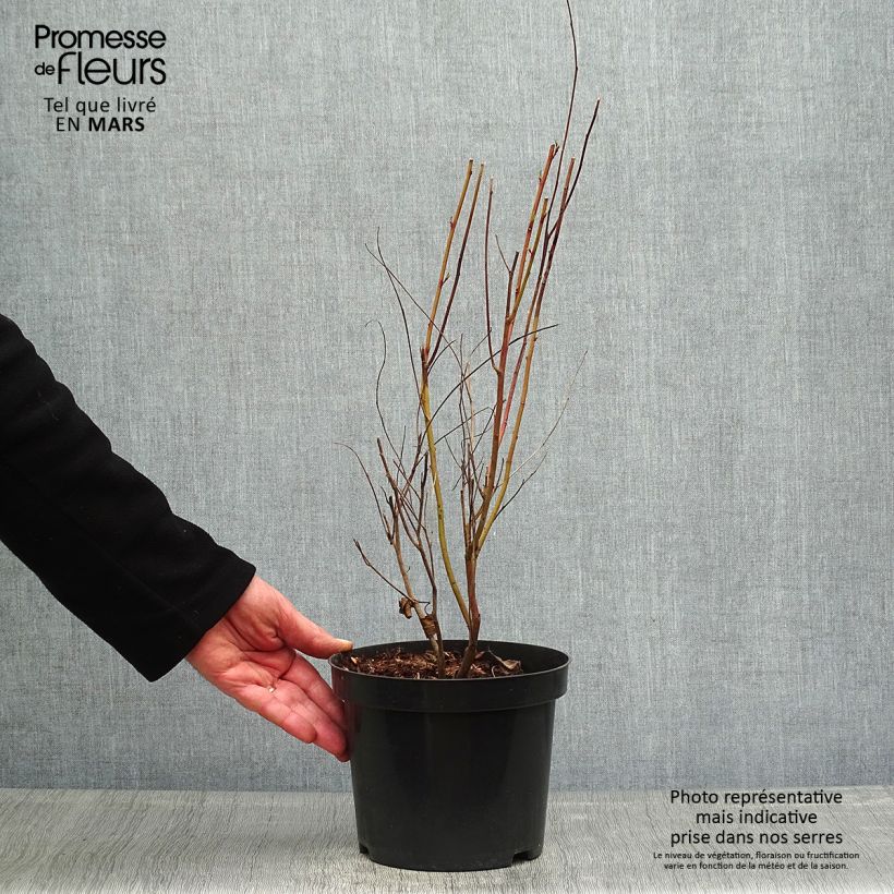 Example of Céanothe pallidus Marie Simon Pot de 2L/3L as you get in printemps