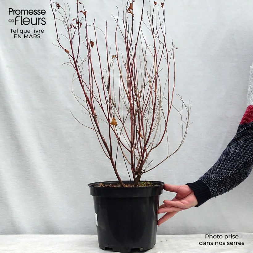 Example of Céanothe pallidus Marie Simon Pot de 7,5L/10L as you get in printemps