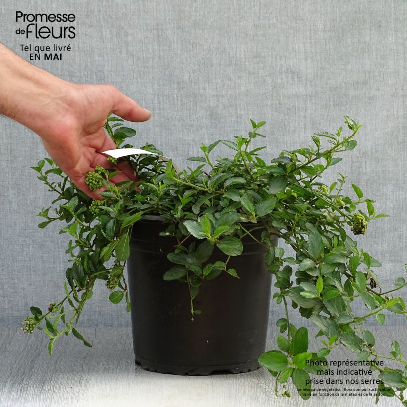 Example of Céanothe prostratus - Céanothe prostré Pot de 2L/3L as you get in printemps