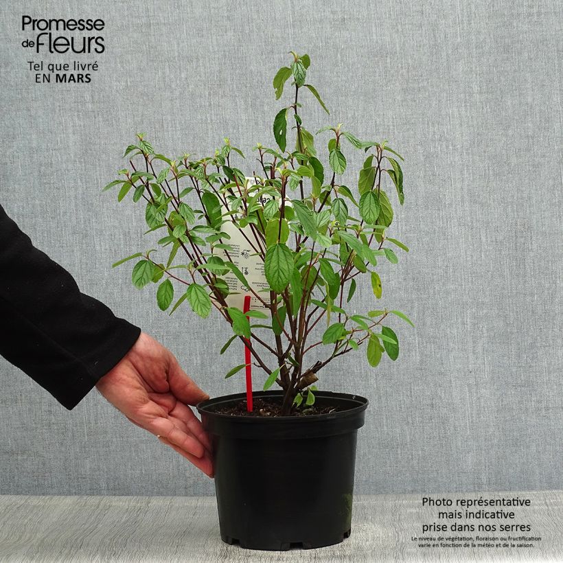Example of Céanothe (x) Blue Diamond Pot de 2L/3L as you get in printemps