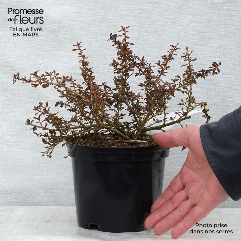 Example of Céanothe (x) Blue Mound Pot de 2L/3L as you get in printemps