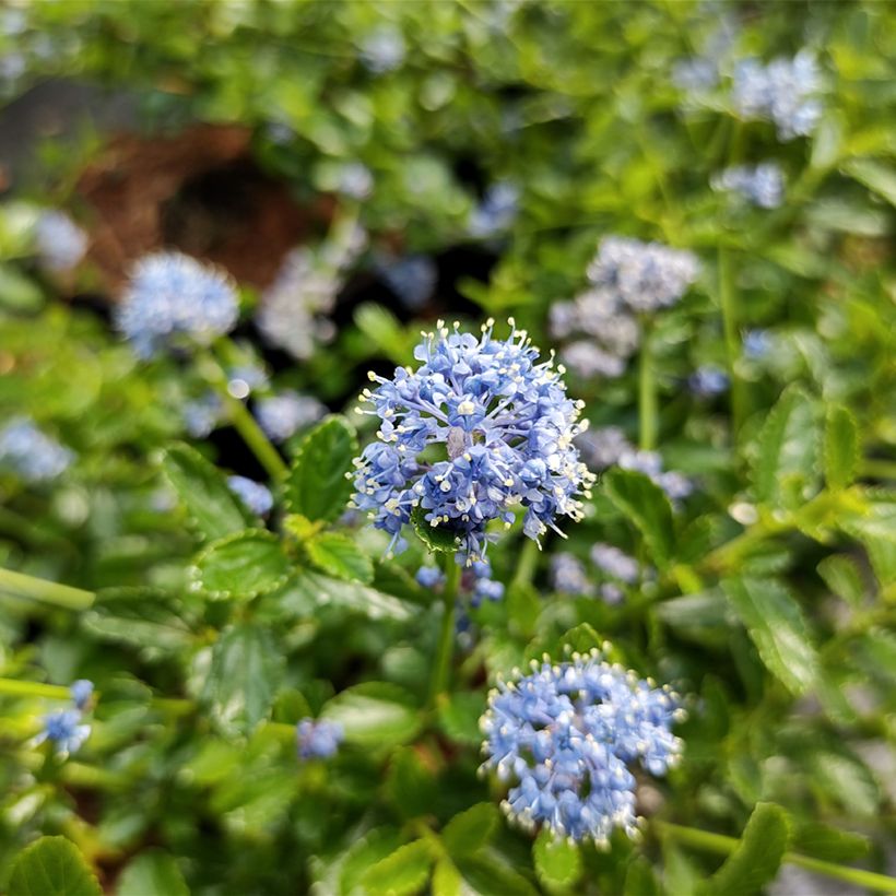 Céanothe (x) Blue Mound (Flowering)