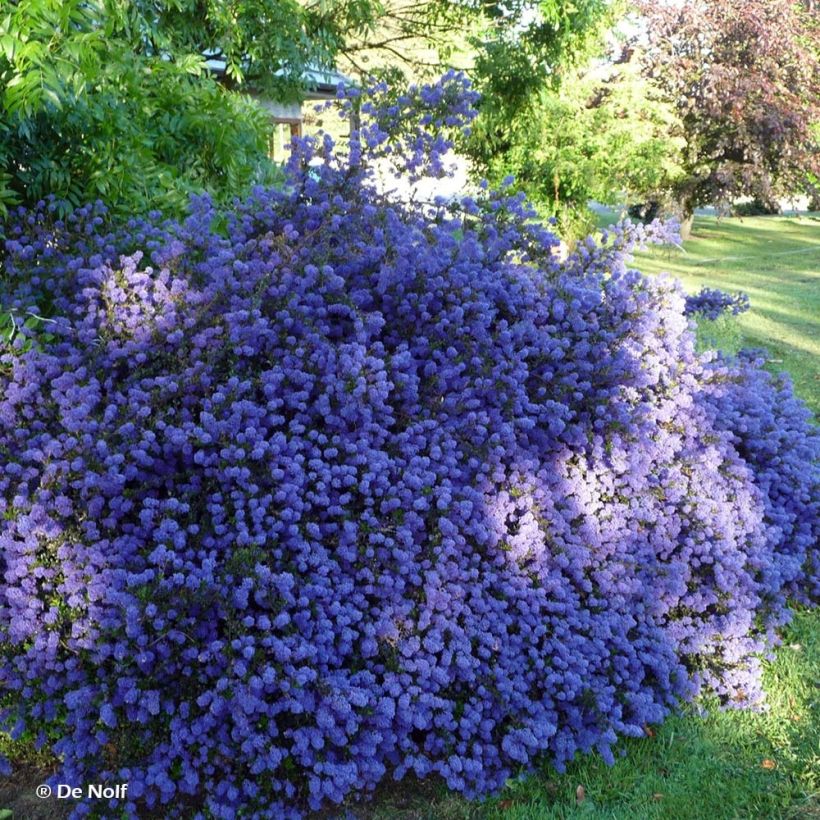 Céanothe Blue Sapphire (Plant habit)