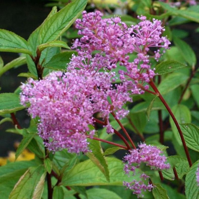 Céanothe caduc Perle Rose (Flowering)