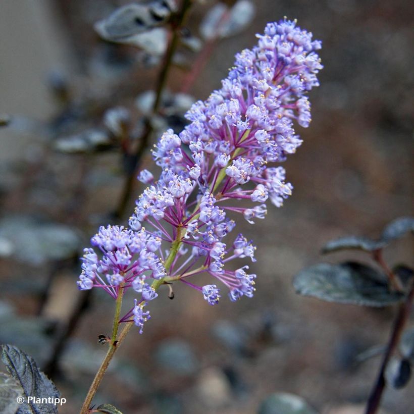 Céanothe Tuxedo (Flowering)