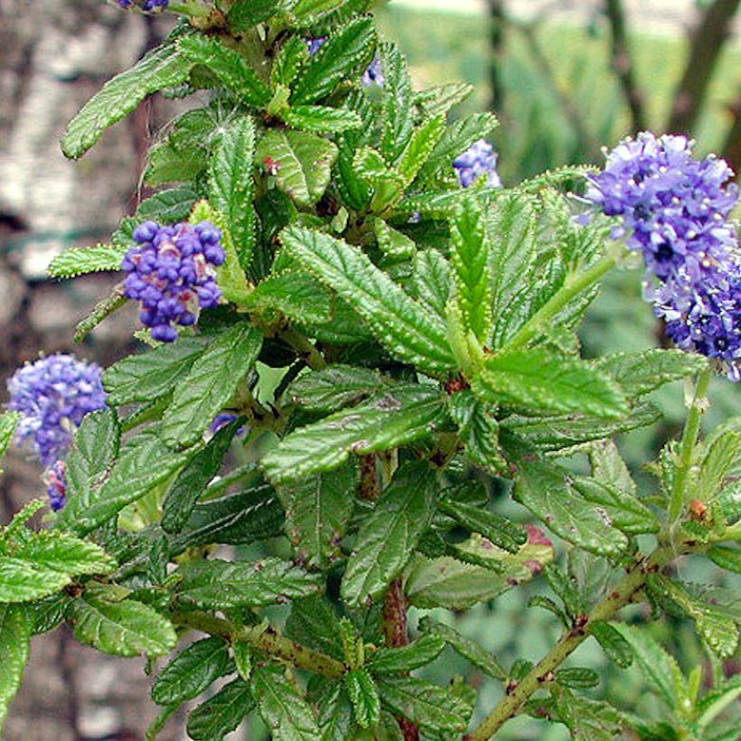 Céanothe (x) Blue Diamond (Foliage)
