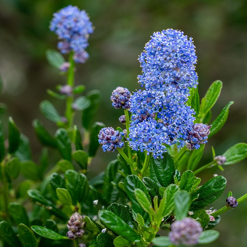 Ceanothus arboreus Concha - Lilas de Californie (Flowering)