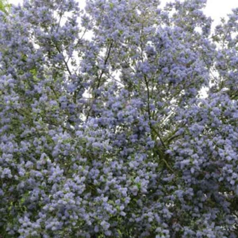 Céanothe arboreus Trewithen Blue (Plant habit)