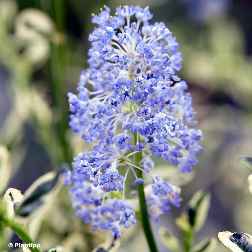 Céanothe impressus Cool Blue - Lilas de Californie (Flowering)