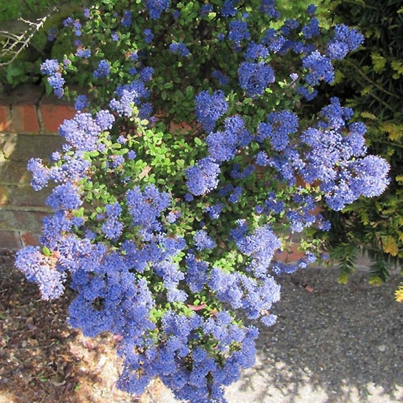 Céanothe impressus Puget Blue - Lilas de Californie (Flowering)
