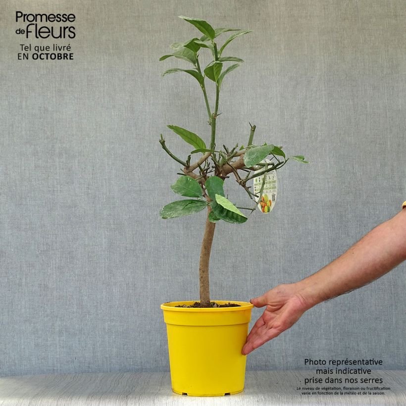 Spécimen de Cédratier - Citrus medica Pot de 3L/4L, 1/4 de tige tel que livré en automne