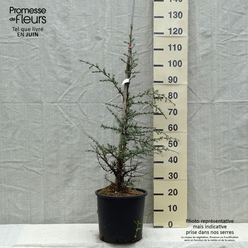 Example of Cèdre bleu de l'Atlas - Cedrus libani atlantica Horstmanns Silberspitz Pot de 12L/15L as you get in printemps