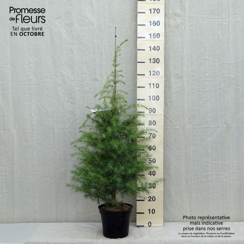 Spécimen de Cèdre de l'Himalaya - Cedrus deodara Pot de 7,5L/10L tel que livré en automne