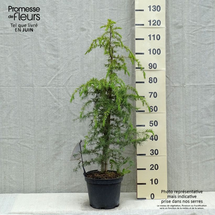 Example of Cèdre de l'Himalaya - Cedrus deodara Pot de 12L/15L as you get in printemps