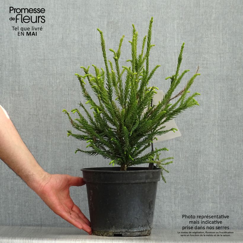 Example of Cryptomeria japonica Araucarioides - Cèdre du Japon  Pot de 4L/5L as you get in printemps